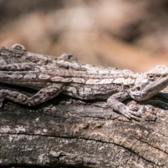 Amphibolurus muricatus at Paddys River, ACT - 25 Sep 2018 11:47 AM