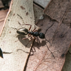 Dolichoderus scabridus at Paddys River, ACT - 25 Sep 2018