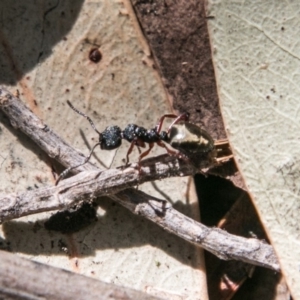 Dolichoderus scabridus at Paddys River, ACT - 25 Sep 2018