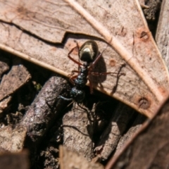 Dolichoderus scabridus at Paddys River, ACT - 25 Sep 2018