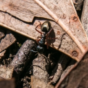 Dolichoderus scabridus at Paddys River, ACT - 25 Sep 2018