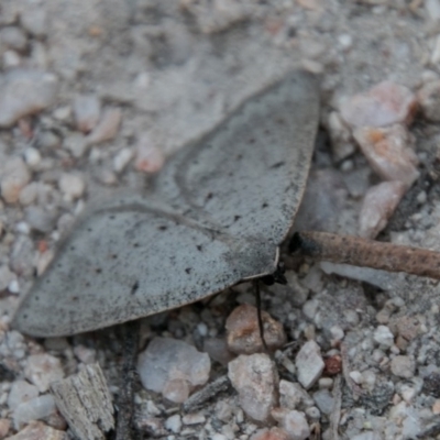 Taxeotis intermixtaria (Dark-edged Taxeotis) at Paddys River, ACT - 25 Sep 2018 by SWishart