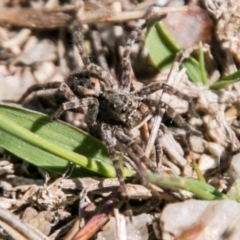 Lycosidae (family) (Unidentified wolf spider) at Paddys River, ACT - 25 Sep 2018 by SWishart