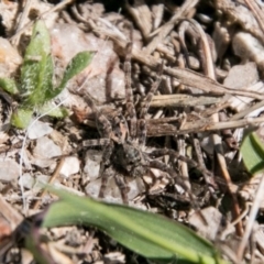 Lycosidae (family) at Paddys River, ACT - 25 Sep 2018