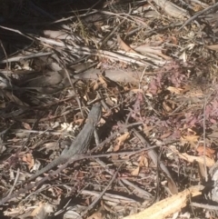 Pogona barbata (Eastern Bearded Dragon) at Deakin, ACT - 27 Sep 2018 by KL