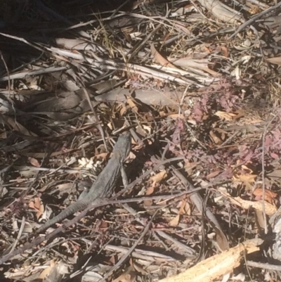 Pogona barbata (Eastern Bearded Dragon) at Deakin, ACT - 27 Sep 2018 by KL