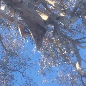 Callocephalon fimbriatum at Hughes, ACT - suppressed