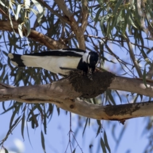 Grallina cyanoleuca at Parkes, ACT - 27 Sep 2018