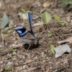 Malurus cyaneus (Superb Fairywren) at Parkes, ACT - 27 Sep 2018 by AlisonMilton