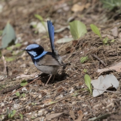 Malurus cyaneus (Superb Fairywren) at Parkes, ACT - 26 Sep 2018 by Alison Milton