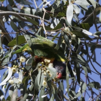 Trichoglossus moluccanus (Rainbow Lorikeet) at Parkes, ACT - 27 Sep 2018 by AlisonMilton