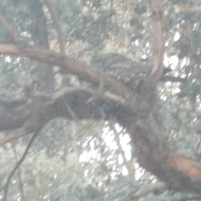 Podargus strigoides (Tawny Frogmouth) at Curtin, ACT - 27 Sep 2018 by MichaelMulvaney