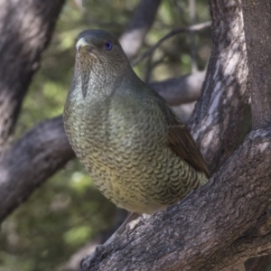 Ptilonorhynchus violaceus at Acton, ACT - 27 Sep 2018 10:19 AM