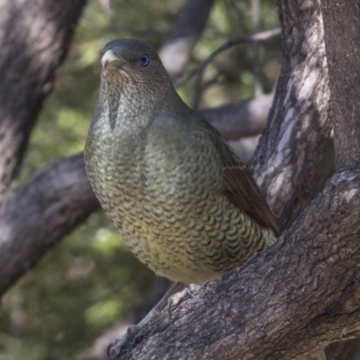 Ptilonorhynchus violaceus (Satin Bowerbird) at Acton, ACT - 27 Sep 2018 by Alison Milton