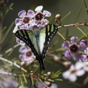 Graphium macleayanum at Acton, ACT - 27 Sep 2018 11:06 AM