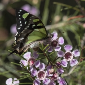 Graphium macleayanum at Acton, ACT - 27 Sep 2018 11:06 AM