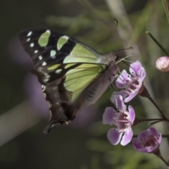 Graphium macleayanum at Acton, ACT - 27 Sep 2018 11:06 AM