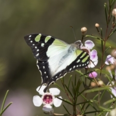 Graphium macleayanum at Acton, ACT - 27 Sep 2018 11:06 AM