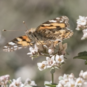 Vanessa kershawi at Acton, ACT - 27 Sep 2018 11:25 AM