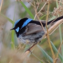 Malurus cyaneus (Superb Fairywren) at Paddys River, ACT - 27 Dec 2014 by MichaelBedingfield