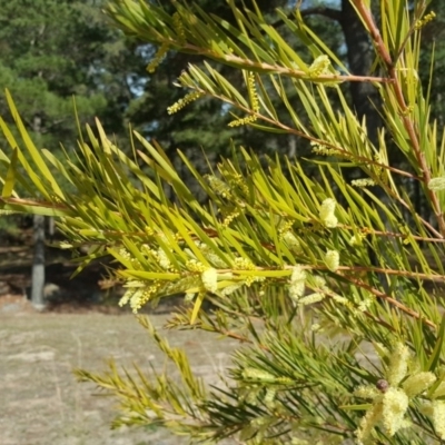 Acacia floribunda (White Sally Wattle, Gossamer Wattle) at Isaacs, ACT - 28 Sep 2018 by Mike