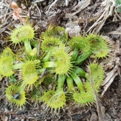 Drosera sp. (A Sundew) at Isaacs, ACT - 22 Sep 2018 by Mike