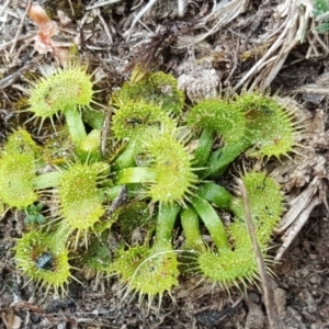 Drosera sp. at Isaacs Ridge - 22 Sep 2018 04:19 PM