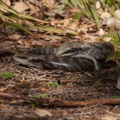 Tiliqua scincoides scincoides (Eastern Blue-tongue) at Undefined - 9 Sep 2018 by Margieras