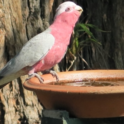 Eolophus roseicapilla (Galah) at Conjola, NSW - 15 Jan 2019 by Margieras