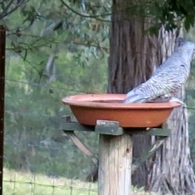 Callocephalon fimbriatum (Gang-gang Cockatoo) at Conjola, NSW - 12 Sep 2018 by Margieras