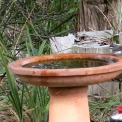 Rhipidura albiscapa (Grey Fantail) at Conjola, NSW - 6 Sep 2018 by Margieras