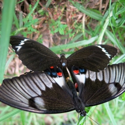 Papilio aegeus (Orchard Swallowtail, Large Citrus Butterfly) at Conjola, NSW - 25 Jan 2017 by Margieras