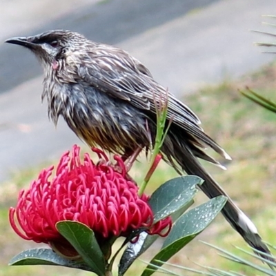 Anthochaera carunculata (Red Wattlebird) at Conjola, NSW - 21 Sep 2018 by Margieras