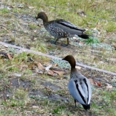 Chenonetta jubata (Australian Wood Duck) at Conjola, NSW - 1 Sep 2018 by Margieras