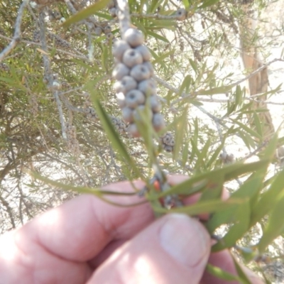 Callistemon sp. (A Bottlebrush) at Jerrabomberra, ACT - 28 Sep 2018 by MichaelMulvaney