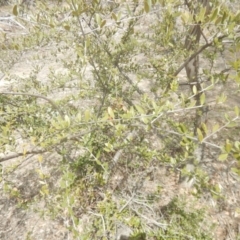 Olea europaea subsp. cuspidata (African Olive) at Symonston, ACT - 28 Sep 2018 by MichaelMulvaney