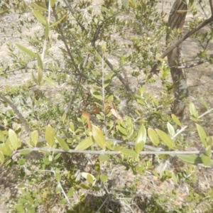 Olea europaea subsp. cuspidata at Symonston, ACT - 28 Sep 2018 12:36 PM