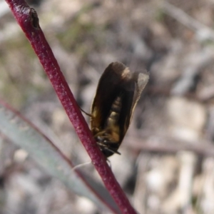 Philobota undescribed species near arabella at Jerrabomberra, ACT - 28 Sep 2018 10:22 AM