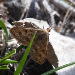 Scopula rubraria (Reddish Wave, Plantain Moth) at Jerrabomberra, ACT - 28 Sep 2018 by Christine