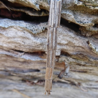 Lepidoscia arctiella (Tower Case Moth) at Symonston, ACT - 28 Sep 2018 by Christine