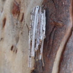 Clania lewinii (Lewin's case moth) at Symonston, ACT - 28 Sep 2018 by Christine