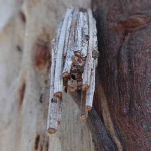 Clania lewinii & similar Casemoths at Symonston, ACT - 28 Sep 2018