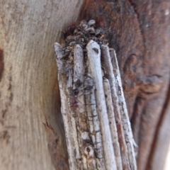 Clania lewinii & similar Casemoths at Symonston, ACT - 28 Sep 2018 11:00 AM