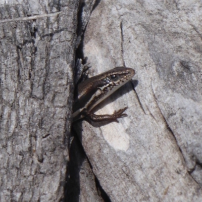 Morethia boulengeri (Boulenger's Skink) at Symonston, ACT - 28 Sep 2018 by Christine