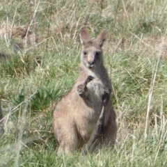 Macropus giganteus (Eastern Grey Kangaroo) at Jerrabomberra Wetlands - 28 Sep 2018 by Christine