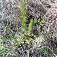 Erica lusitanica (Spanish Heath ) at Dunlop, ACT - 20 Sep 2018 by pinnaCLE