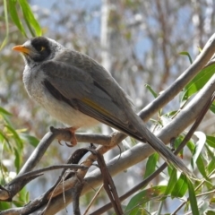 Manorina melanocephala (Noisy Miner) at Parkes, ACT - 28 Sep 2018 by RodDeb