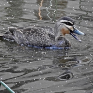 Anas superciliosa at Parkes, ACT - 28 Sep 2018 11:40 AM