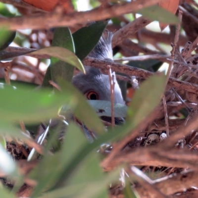 Ocyphaps lophotes (Crested Pigeon) at Molonglo Valley, ACT - 28 Sep 2018 by RodDeb