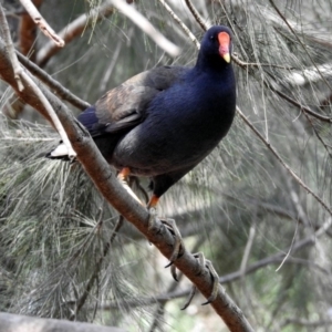 Gallinula tenebrosa at Molonglo Valley, ACT - 28 Sep 2018